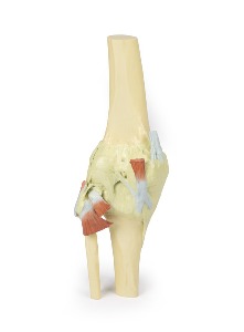 [MP1805] 편 무릎관절 - 3D 아나토미