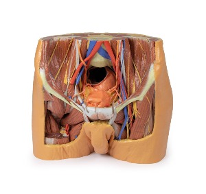 [MP1770] 남성골반모형 - 3D 아나토미